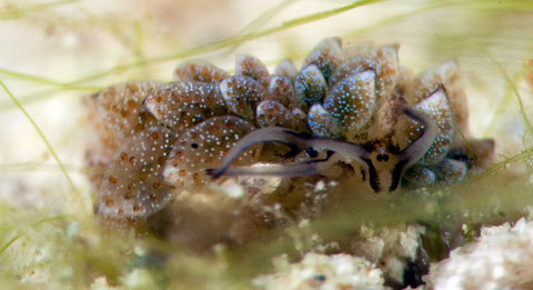 Costasiella sp. 1