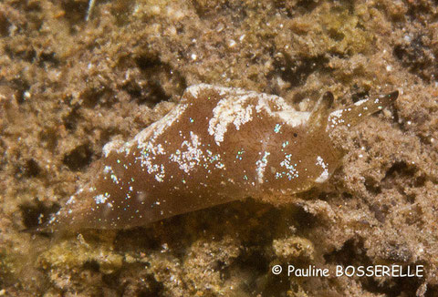 Elysia sp. 8