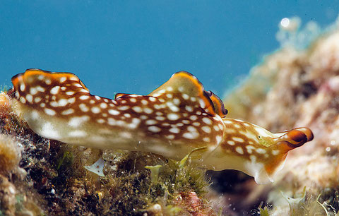 Elysia rufescens, Tahiti, 2 m.