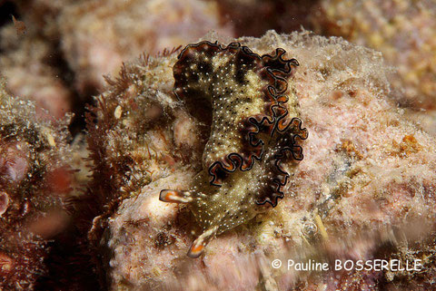 Elysia marginata autrefois Elysia ornata
