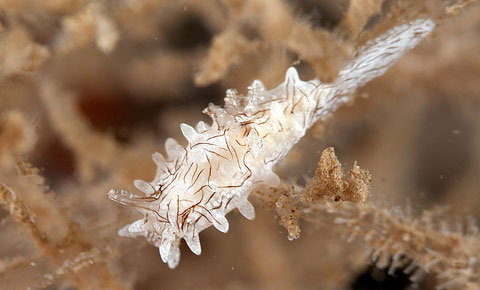 Okenia pellucida