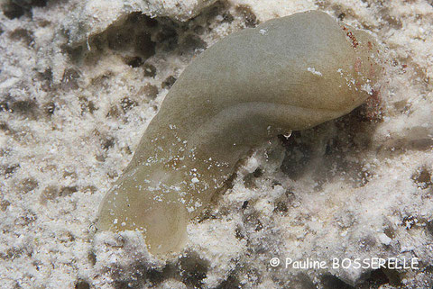 Phanerophthalmus cf albocollaris