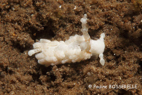 Aeolidiella alba