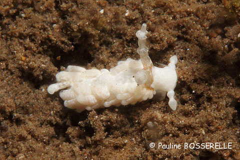 Bulbaeolidia alba anc Aeolidiella alba