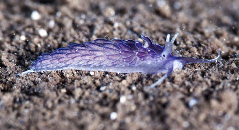 Cerberilla sp. 2