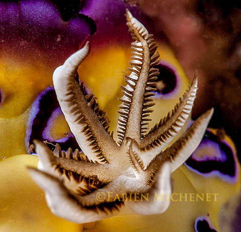 Goniobranchus kuniei anc Chromodoris cf. ransoni