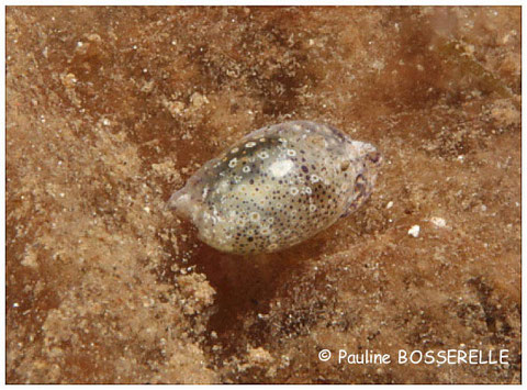 Lamprohaminoea cf ovalis anc Haminoea cf ovalis