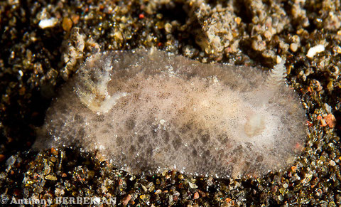 Discodorid 4 non identifié