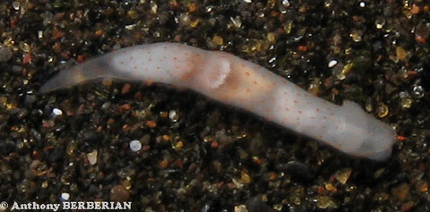 Gymnodoris alba