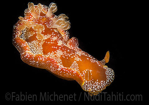 Hexabranchus sp. 2, Tahiti, 4 cm.