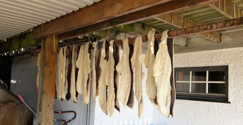 Stockfisch an einer Hauswand in Henningsvær 