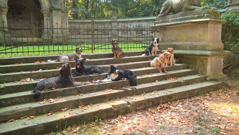 unsere Hundebande