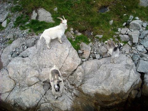 Ziegen am Ufer des Lysefjord, ... neugierig wie alle Tiere.