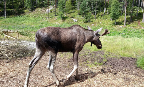 Orvar, seit 30.05.16 stolzer Vater von Zwillingen