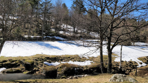 Blick von meiner Terrasse auf die Hausweide und den gegenüberliegenden Wald. 