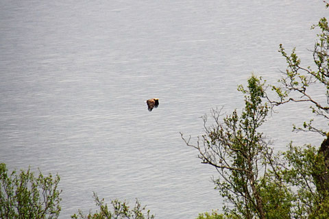 Seeadler bei einer unserer Wanderungen entdeckt. 