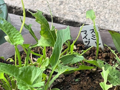 すみれの葉っぱとツマグロヒョウモンの幼虫たち - 横浜市天王