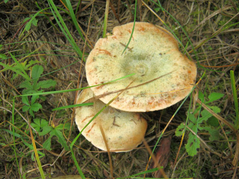Fichtenreizker (Lactarius deterrimus.