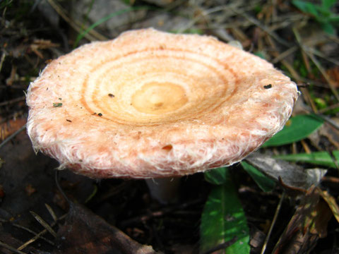 Birkenreizker, Birkenmilchling (Lactarius torminosus).