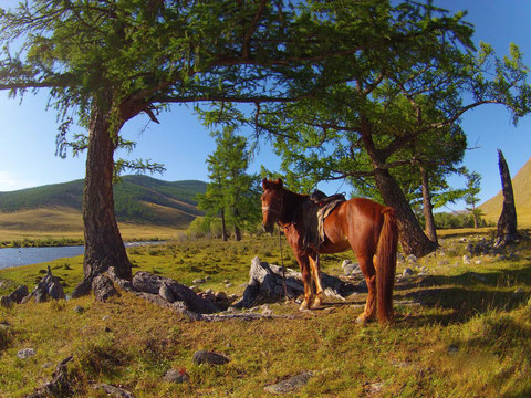 Rivières dans le centre de la Mongolie proche de la vallée d'Orkhon