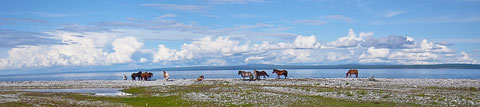 Les chevaux sur la rive sud du lac Khovsgol