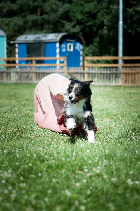 Imani liebt  Agility (c Andreas Nadler)