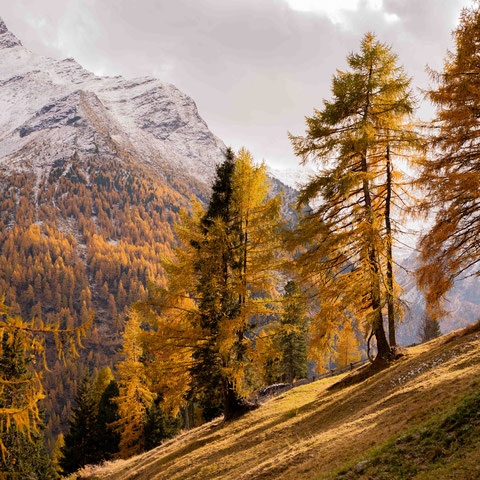 Where Hay Barns Meet Glaciers: Hiking to the Lobisa Schupfn above Rein in Taufers, South Tyrol ©Lena Sulzenbacher