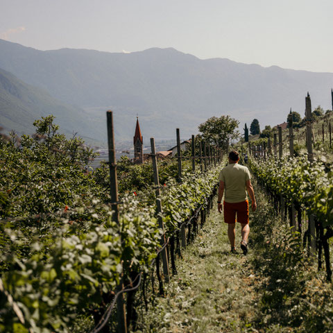 GEWÜRZTRAMINERWEG - Wandertipp: Weinwandern in Tramin an der Weinstrasse - Südtirol ©Marika Unterladstätter