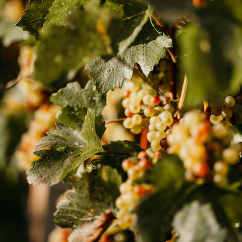 GEWÜRZTRAMINERWEG - Wandertipp: Weinwandern in Tramin an der Weinstrasse - Südtirol ©Marika Unterladstätter