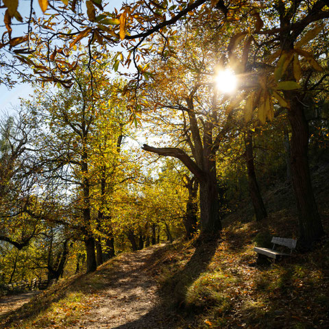Panoramaweg & Keschtnweg Feldthurns – eine der schönsten Herbstwanderungen im Eisacktal, Südtirol ©Marika Unterladstätter