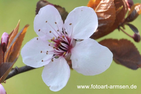 Apfel, Blüte, Blume, macro, Armsen