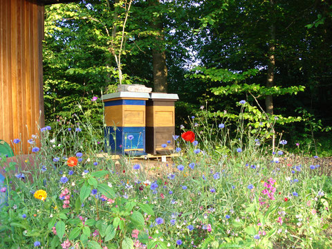 Bienenstand Dornstadt