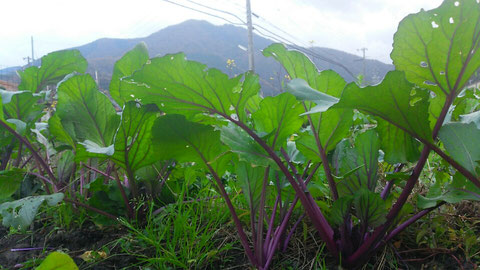 紅菜苔（紫つみな）