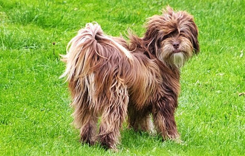 Nila ist die Schwester von Emma, die ich hier bereits vorgestellt habe. Zwei Schwestern mit unterschiedlicher Fellfarbe könnte man meinen und doch sind beide waschechte braune Tibet Terrier.