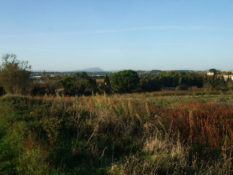 du haut de la Condamine, c'est bien le Pic St Loup que l'on voit