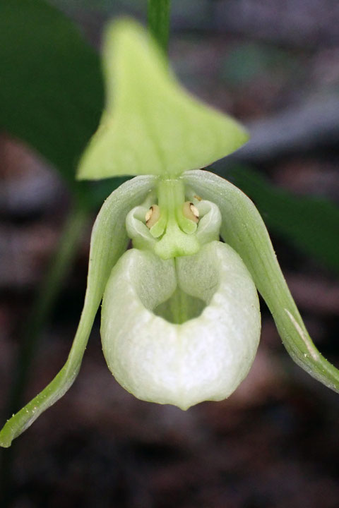 コアツモリソウの白花　　伊勢海老色の部分はまったくない...