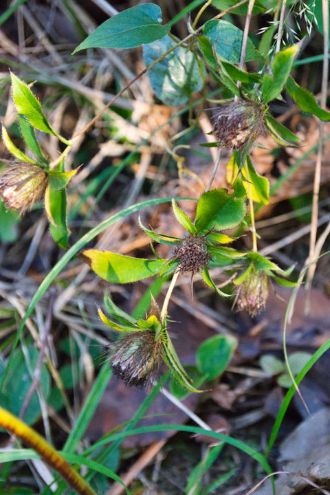 オケラ (朮)　キク科 オケラ属　　花は終わり、茎も垂れ下がっていた