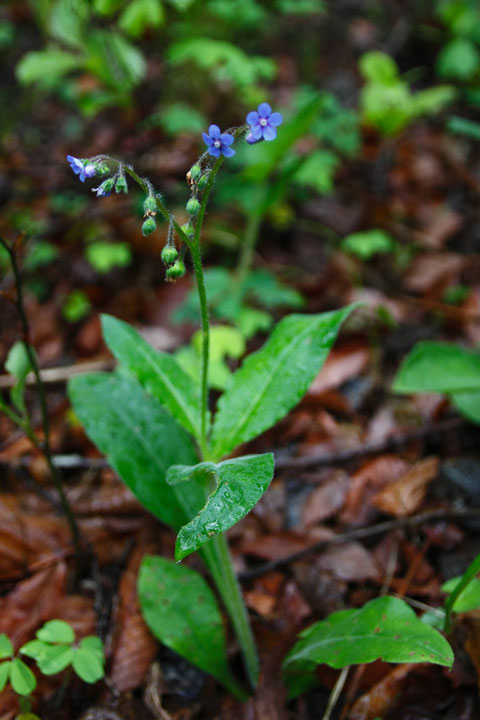 ルリソウの花序は頂生し、2分岐する（ことが多いのかな？）