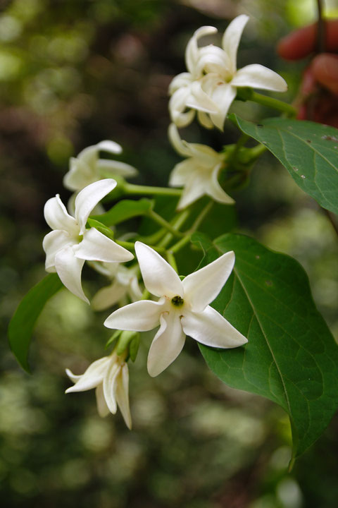 シタキソウの花には、素晴らしい芳香がありました