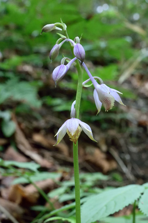 キソエビネの花は下から開花します。　この株は2個開花し、つぼみは4個つけていた。