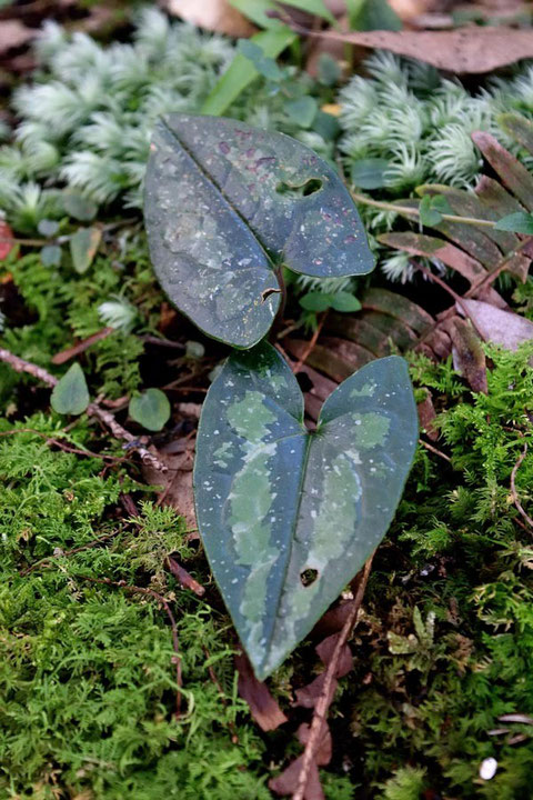 スズカカンアオイと思われる植物の葉。　特徴的な水滴のような斑紋があった