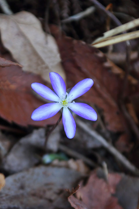 オオミスミソウの花色も多様なら、そのグラデーションも変化に富み、見飽きることがありません