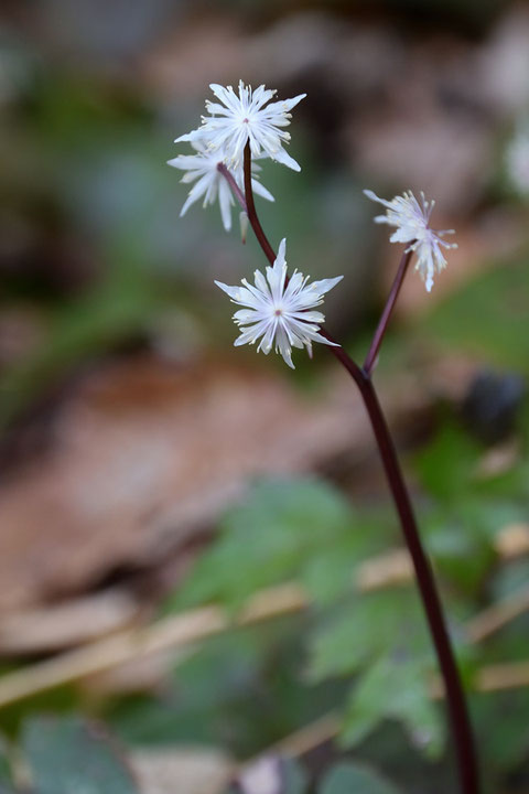 オウレンの雄花