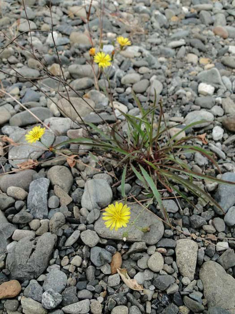 カワラニガナ　(河原苦菜)　キク科 タカサゴソウ属　2010.11.13 東京都羽村市 