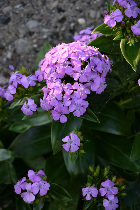 花弁の縁は細かく波打ち、カワラナデシコのように切れ込むことはありません