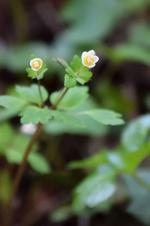 トウゴクサバノオ (東国鯖の尾)　キンポウゲ科 シロカネソウ属