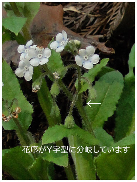 花序分岐1-2