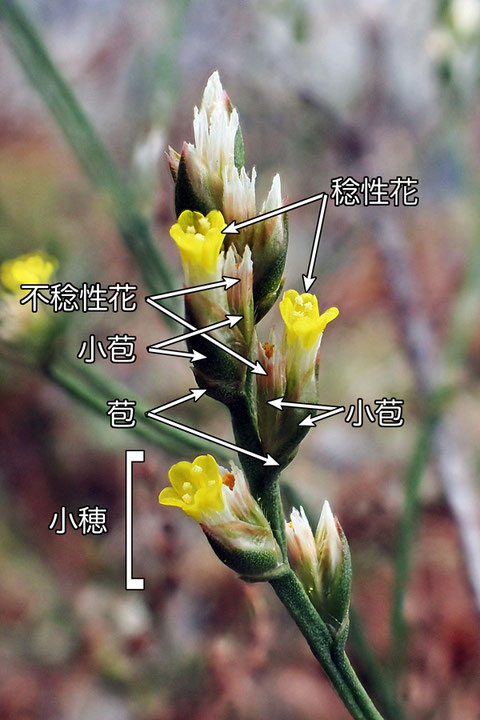 ハマサジの花は小さかった。　花冠は5裂し、長さは7mmほど