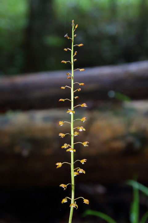 コケイランモドキの花序　　花はコケイランと比べて小さく見える