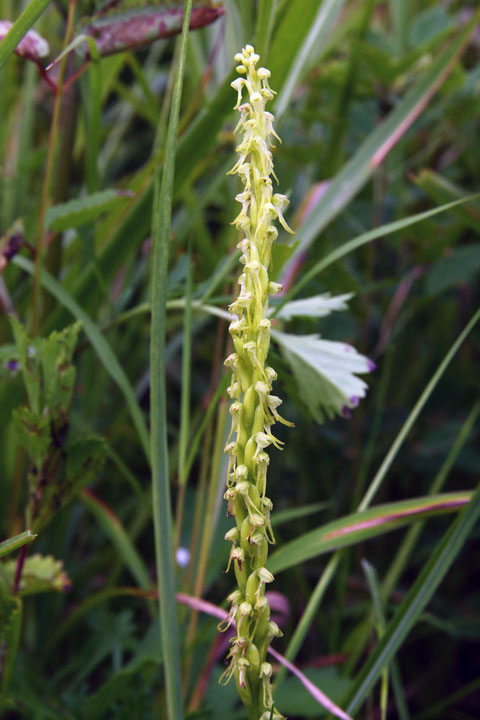 ムカゴソウの花序　淡緑色の小さな花をたくさんつけていました